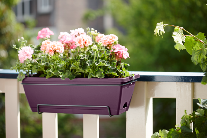 barcelona allin1 50cm ahorn lila